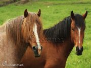 Retrato de caballos. A Veiga, Orense